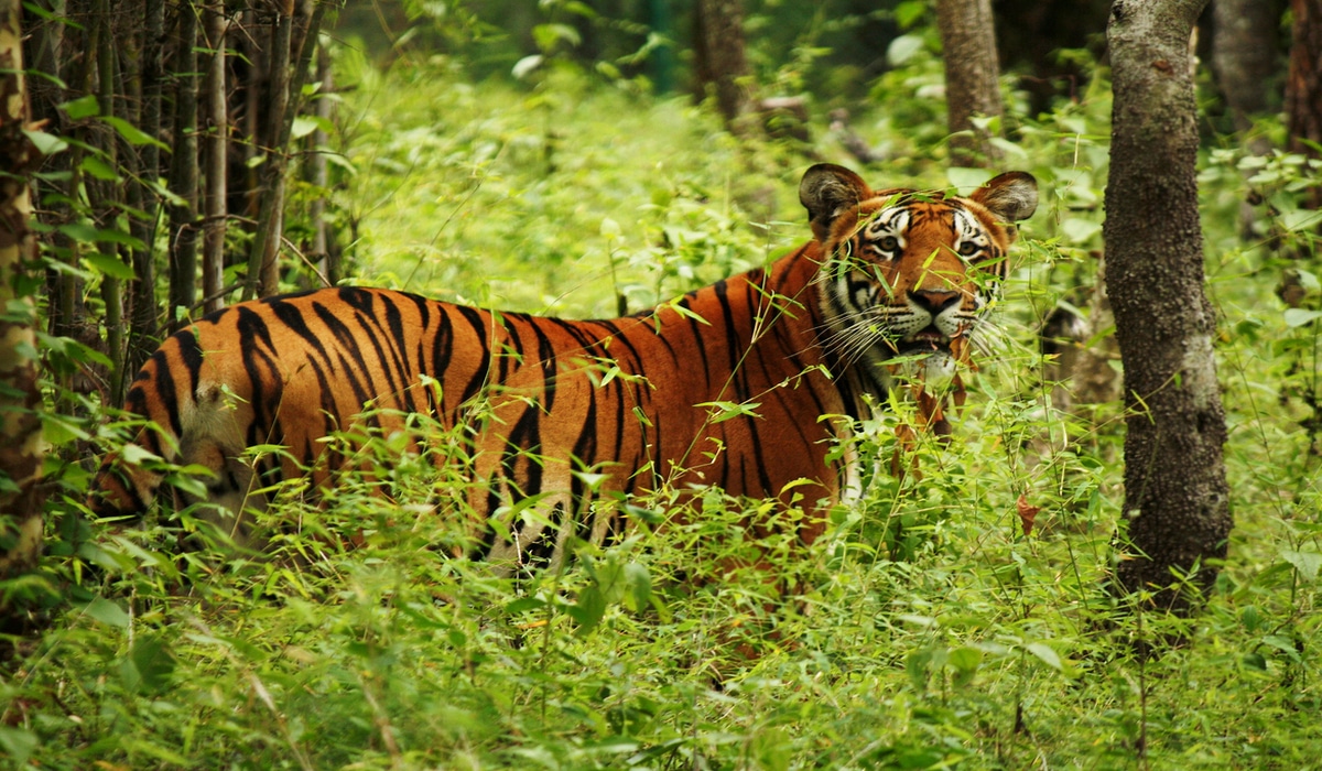 Bengal Tiger in Chitwan National Park