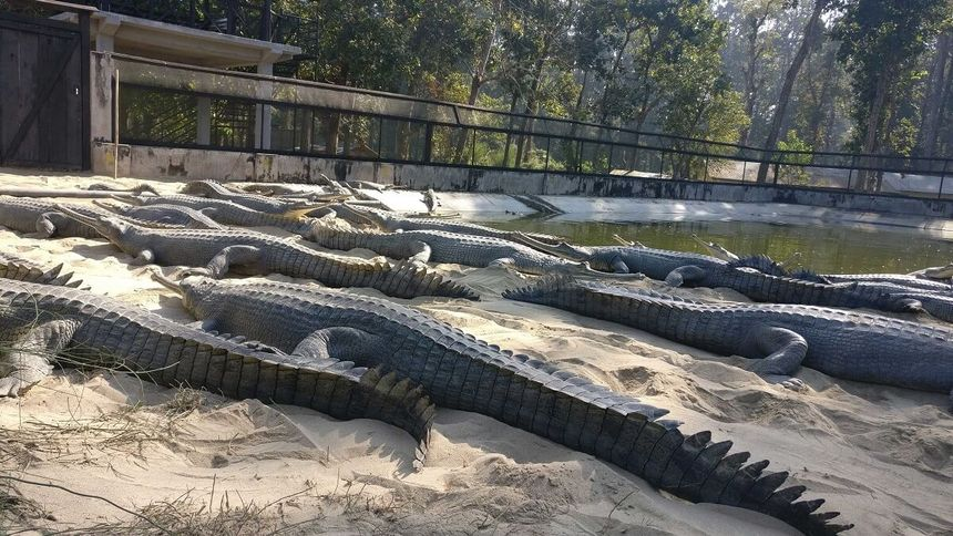 Crocodile (Gharial) Breeding Centre Visit