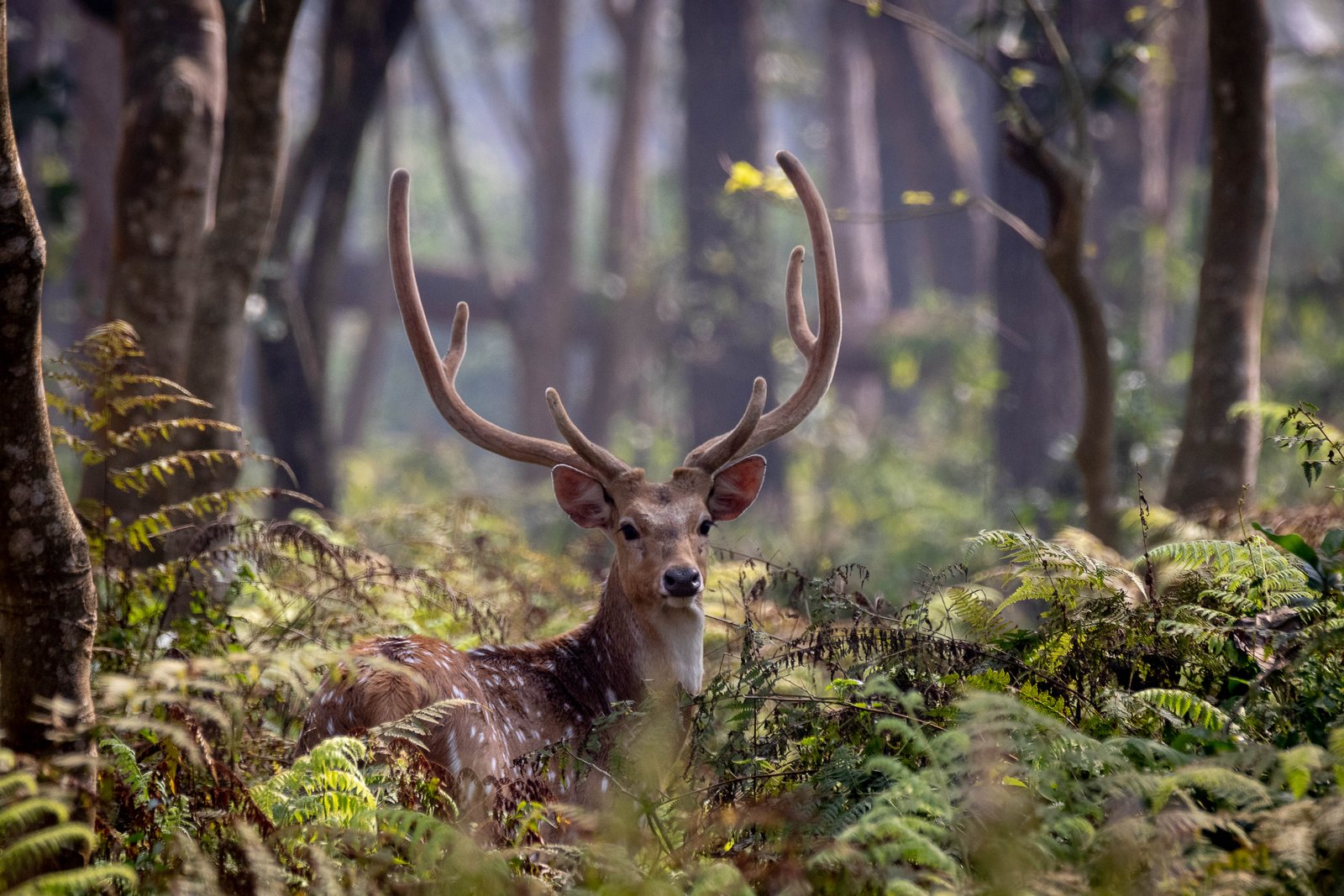 Chitwan National Park Experiences