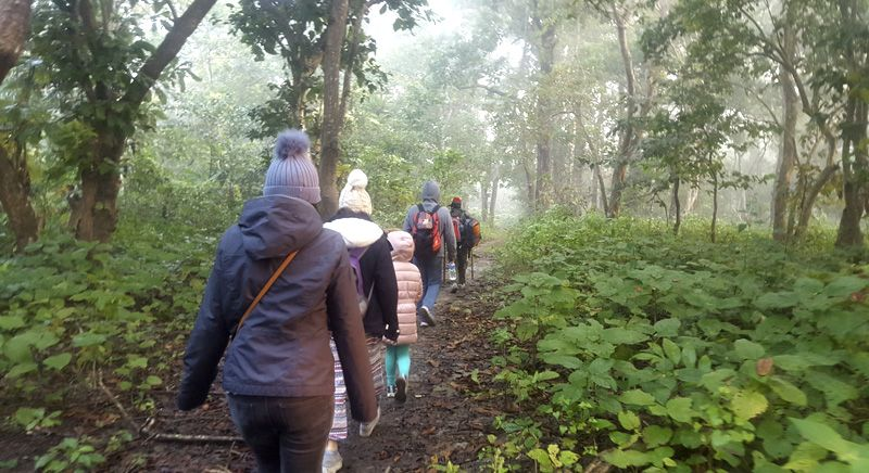 Jungle Walk